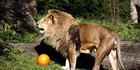 Panico a Ladispoli: un leone scappa dal circo. Il sindaco: "Restate in casa"