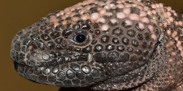 Il mostruoso animale che sopravvive con pochi pasti all'anno ed è responsabile dell'Ozempic, il farmaco che fa dimagrire