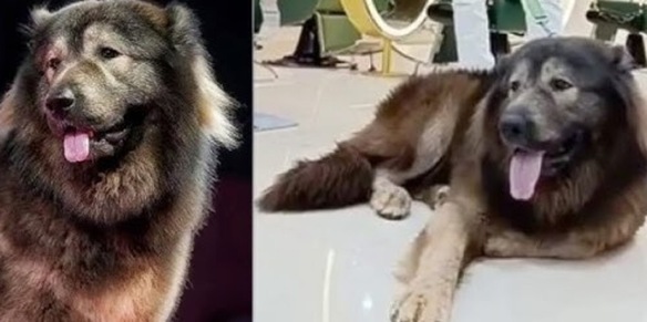 Venduto il cane più costoso del mondo: la cifra folle e chi l'ha comprato