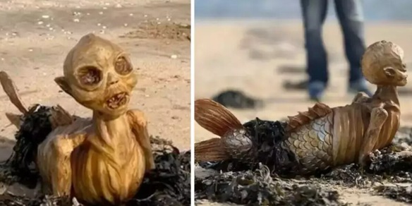 Un terribile scheletro con le pinne sconvolge il Regno Unito: cos'è e cosa è successo