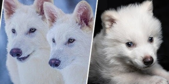 Resuscitato il metalupo estinto 12mila anni fa e che ha ispirato Game of Thrones