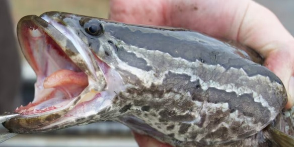 Il pesce testa di serpente che sta terrorizzando gli Stati Uniti