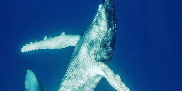 La creatura marina più grande del mondo emerge al largo della costa: "È stata un'esperienza unica"