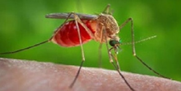 Virus del Nilo, l'allarme degli scienziati: "Individuato per la prima volta nel Regno Unito"