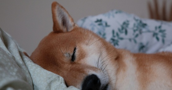 Ecco cosa significa quando un cane dorme sul cuscino del suo padrone