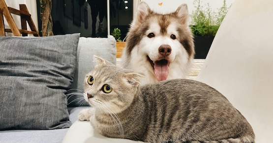 Ecco perché i gatti vivono più a lungo dei cani