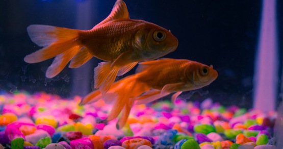 Perché i pesci sono gli animali domestici migliori per gli anziani