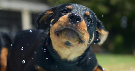 Il pericoloso errore che fai con il tuo cane in estate, parla un addestratore cinofilo