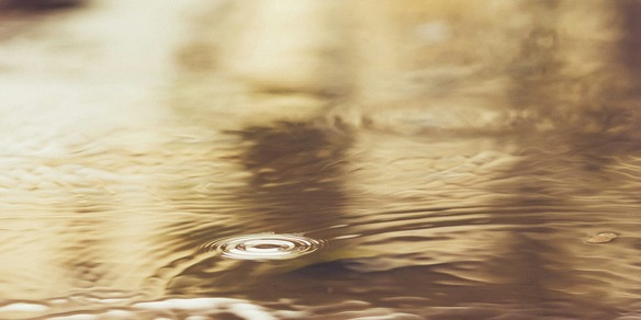 Scoperto un fungo che produce oro e che si può coltivare anche in casa