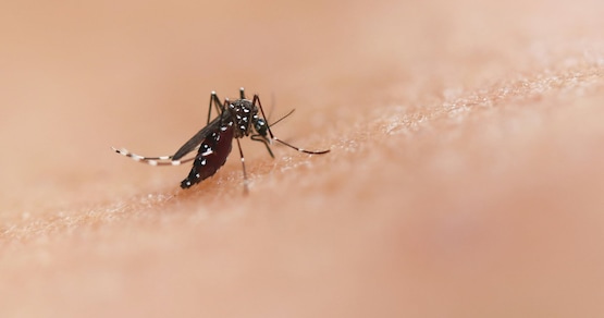 Perché le zanzare pungono solo alcune persone, svelati i motivi