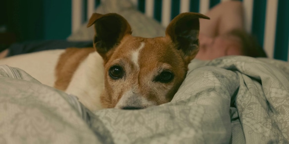 Ecco cosa succede al tuo corpo se ogni notte dormi con il tuo cane