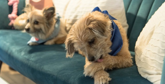 Se il tuo cane si lecca spesso le zampe, fai attenzione: i veterinari lanciano l'allarme