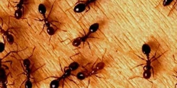 Il rimedio per impedire alle formiche di entrare in casa: semplice ed economico