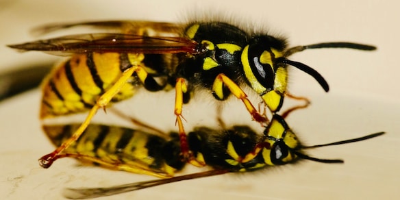 Il trucco consigliato dai professionisti per tenere lontane le vespe dalla piscina