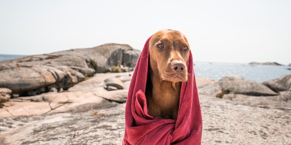 Il trucco infallibile per calmare il tuo cane usando solo un asciugamano