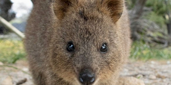 È l'animale più felice del mondo ma è in grave pericolo di estinzione