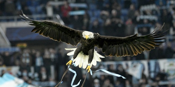 Lazio, trattativa in corso per il nuovo falconiere di Olympia: c'è un'altra candidatura