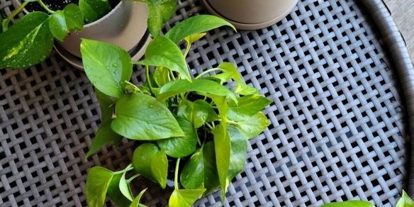 La pianta da tenere sempre in casa per attirare denaro