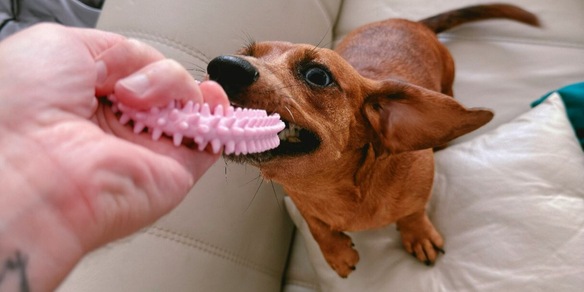 Un veterinario avverte: se giochi in questo modo con il tuo cane potresti fargli male