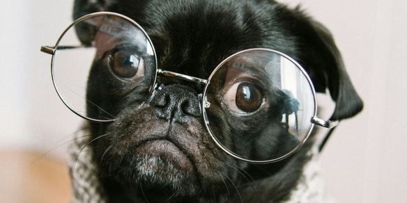 Se il tuo cane fa queste cose significa che è più intelligente degli altri