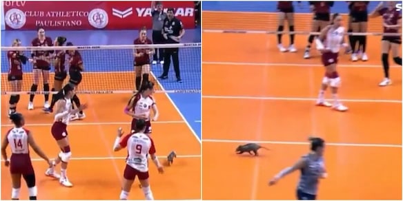 Opossum 'invade' il campo in una partita di volley in Brasile: panico tra le giocatrici