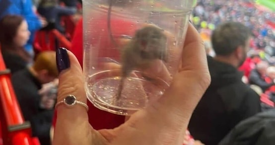 Il tifoso cattura un topo vivo allo stadio: dove è successo. Polemiche a non finire: "Che schifo"