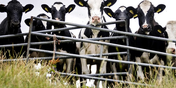 L'Ue propone nuove tutele per gli agricoltori sul Mercosur