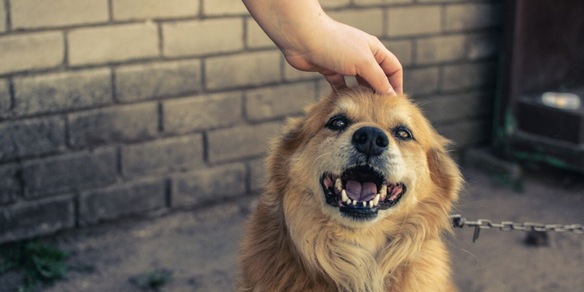 Il gesto del tuo cane che rivela se si fida davvero di te
