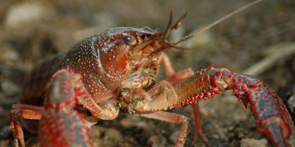 Cos'è la peste dei gamberi e perché può essere letale per l'uomo, la situazione in Italia è seria