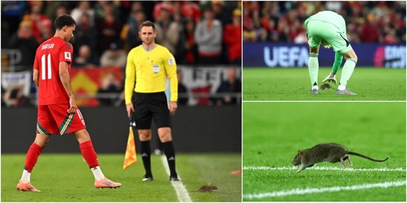 Un topo 'invade' il campo a Cardiff durante Galles-Belgio: la reazione di Courtois