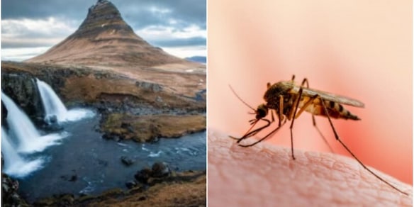 Perché le zanzare in Islanda rappresentano un grave segnale di pericolo per tutti noi