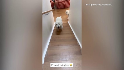 Diamanti, che risate coi cani: ma che lingua parlano?