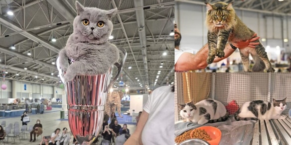 Grande il successo al SuperCat Show 2025: Mila è la reginetta, adottati anche 20 gatti trovatelli