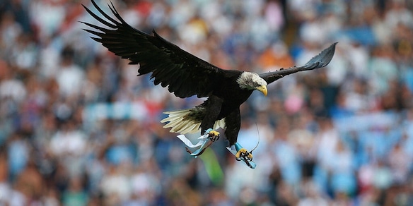 La Lazio annuncia la nuova aquila. In Senato presentata la "Legge Bove"