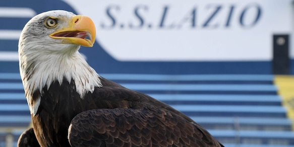 Un'altra aquila a Formello: il nome e chi è il nuovo falconiere. Ma non potrà volare prima di Lazio-Lecce...