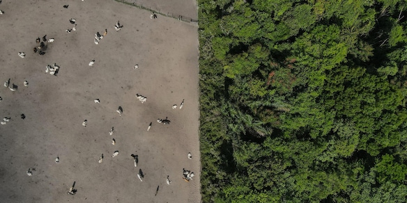 Pe da ok a rinvio norme deforestazione. Asse Ppe-destre