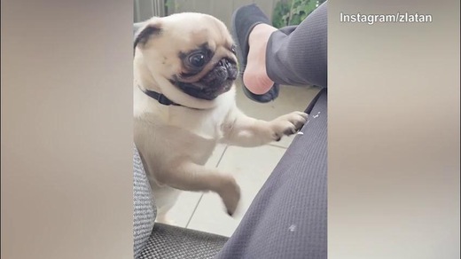 Ibra, basta un'occhiataccia per "spaventare" il cane