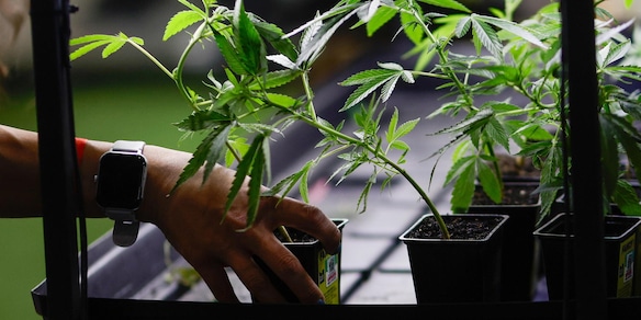 Marcia indietro su cannabis light, emendamento sarà ritirato