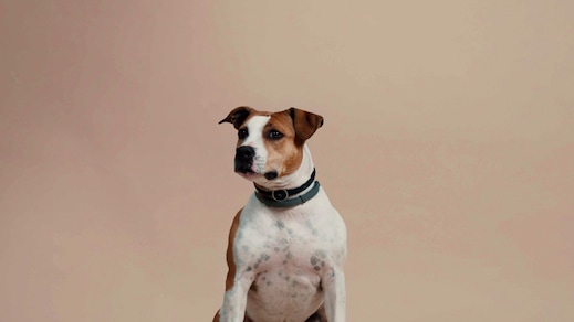 Il Sassuolo festeggia il nuovo anno con "Un gol a quattro zampe"