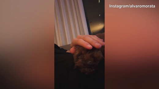 Como, Morata si coccola il suo cane