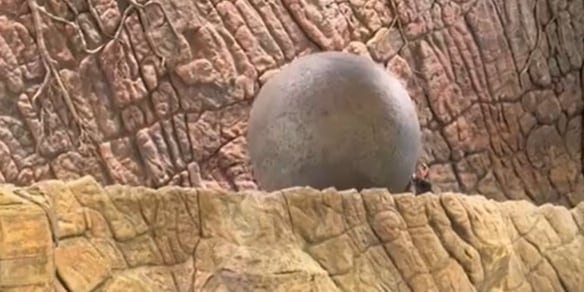Incredibile a Disney World: eroe blocca un masso da 180 chili verso la folla durante Indiana Jones