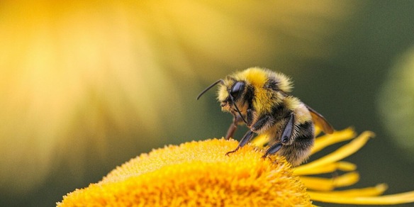 Le api potrebbero aiutarci a comunicare con gli extraterrestri, la scienza conferma