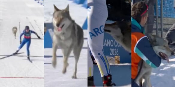 Nazgul, l'incredibile storia del cane lupo in pista e della padrona che lo riconosce in tv: il retroscena