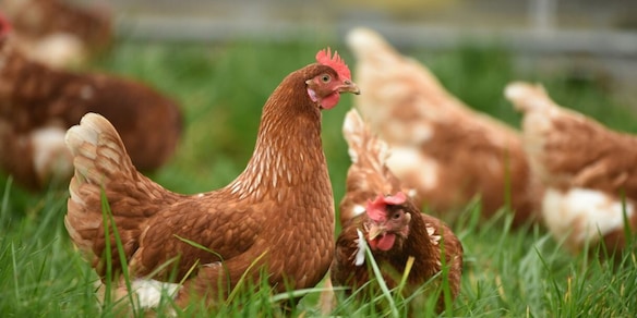 Dal letame all’energia: nel Regno Unito l’elettricità nasce dagli scarti di pollo