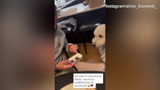 Diamanti 'sconsolato' con i cani: "Sono gli unici che mi danno retta..."