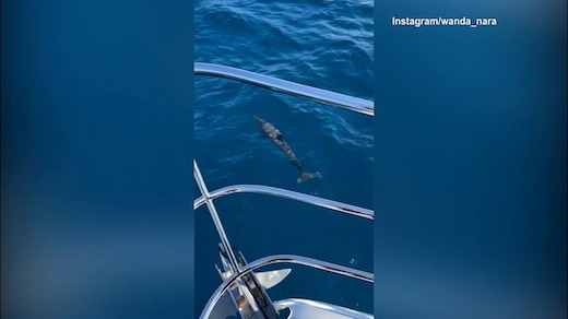 Wanda Nara alle Maldive coi delfini