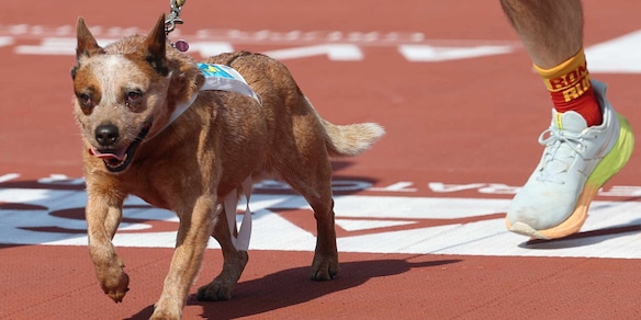 Stracanina, la compilation di quattrozampe di Acea Run Rome The Marathon