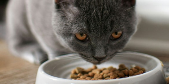 Ecco perché al gatto piace che tu lo guardi mentre mangia