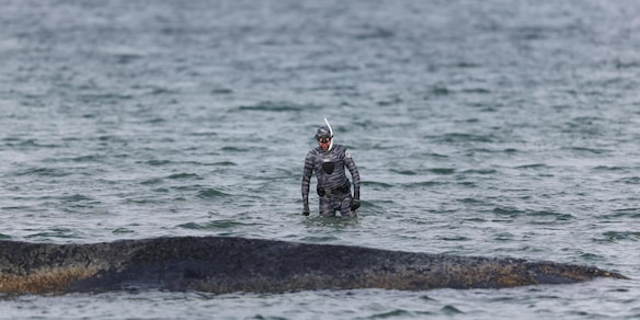 Nuovo tentativo di salvataggio della balena incagliata nel mar Baltico