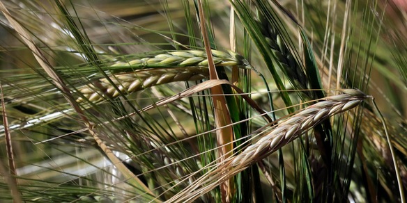 Masaf-Ismea, un piano per i giovani, si parte il 22 aprile con Generazione Terra